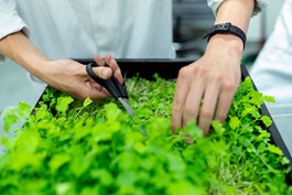 Hands of an engineer harvesting bright green crops, grown in a plastic tray © This is Engineering